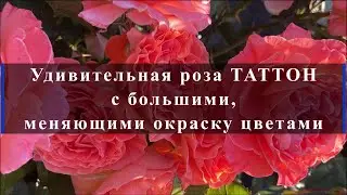 Удивительная роза ТАТТОН с большими, меняющими окраску цветами. Питомник растений Е. Иващенко