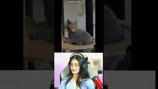Pesab karlega pant me / payal gaming reaction funny video 🤣 / Payal gaming / Omegle #shorts