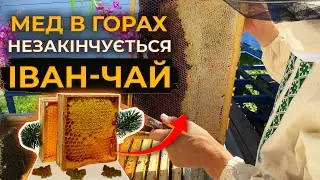 Іван-чай викачка меду №2. Гори дивують.