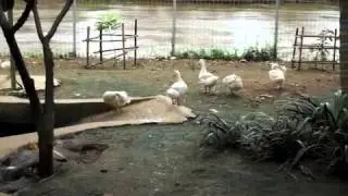 Mini Farm at Istana Nelayan Restaurant