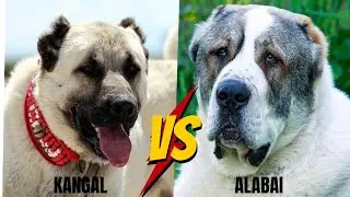 Kangal vs Alabai : Which breed will win?