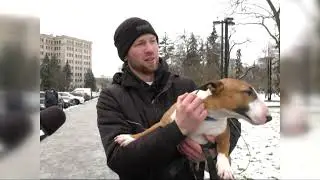 Чому урядовцям не до вподоби великі собаки