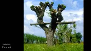 I campi persi, 2 - Relitti di piantata padana a Cittadella PD - Vite maritata
