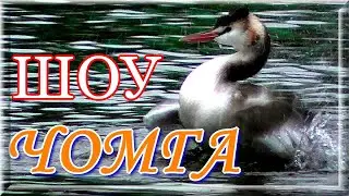 Great-crested grebe - show! The big toadstool brings beauty. 