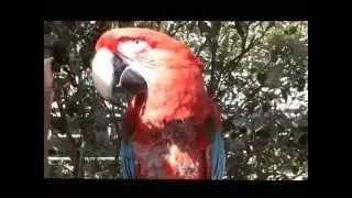 Птичий рынок в Гонконге. Bird Garden in Hong-kong.