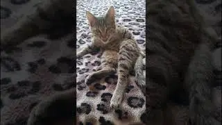 Кот-чистюля!