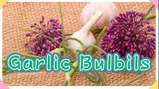 Garlic Bulbils