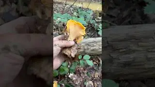 Funghi