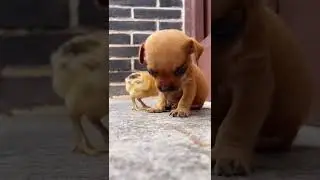 #animals