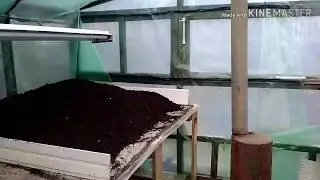 Грунт для любой рассады. Земля + навоз (перегной).