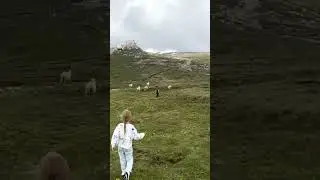 А что ещё делать в горах, как не гоняться за овечками 🐏