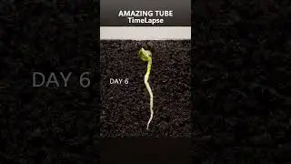 Pea - Time Lapse 