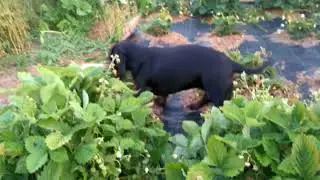 Пылесос Вихрь. Сбор урожая.