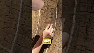 A Very Old Tree 🪾
