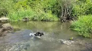 Off Leash Border Collie