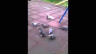 Прикол : голуби едят