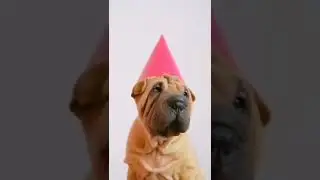 cute dog 