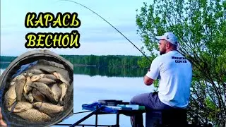 Весенний жор карася ! Ловля на фидер май 2024 #рыбалка #фидер #карась