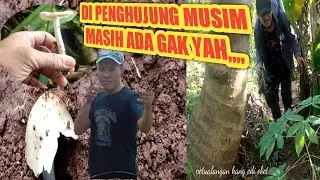 berburu jamur‼️ di penghujung musim