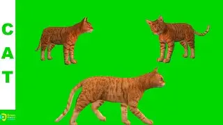 Cat Green Screen Background | Cat Pose Set | Green Screen Background