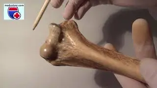 Anatomy of the humerus - meduniver.com