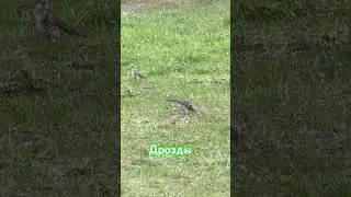 Дрозды #nature #birds #голос #весна