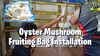 Oyster Mushroom sa ating munting Rabbitry | Dagdag Pwersa.