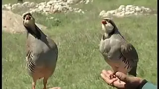 бозори кабг дар точикистон