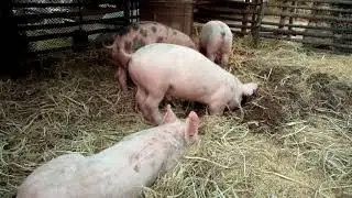 No Copyright Stock Footage - Pigs