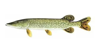 Lydeka (dokumentika)