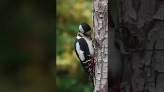 woodpecker great spotted woodpecker #wildlife #shorts #birds