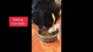 Bernese Mountain dog gets a new bowl!