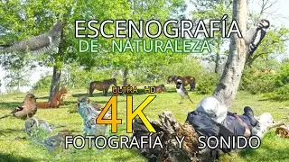 🎧 SUMÉRGETE EN LA NATURALEZA SILVESTRE 🐦🦜: UN VIAJE VISUAL Y AUDITIVO EN 4K.
