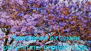 Павловния из семян. Результаты по выращиванию. Первый год.