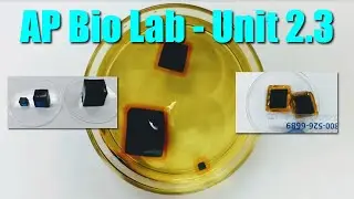 AP Biology Diffusion Lab