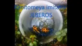 Complete metamorphosis of Ranitomeya imitator Jeberos