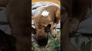 наш гусёнок любит играть с Патриком