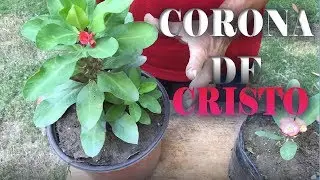 How to reproduce the plant the crown of Christ by cutting and its care