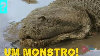 As Maiores cobras do mundo e do brasil já encontradas