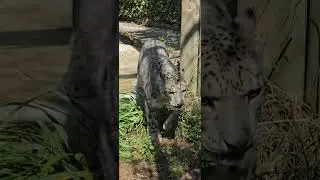 Снежный Барс
