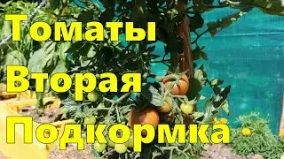 Помидир.Томаты.Вторая подкормка