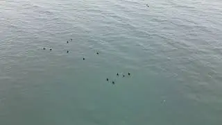 A group of coots