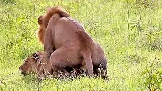Wild Lions Mating in Africa! Video