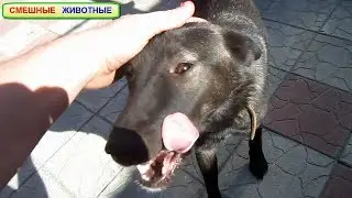 Собака любит вкусно пожрать, пёс гурман! The dog likes to eat deliciously, the dog is a gourmet!