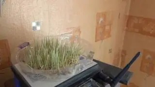 влияние wi-fi на растения часть 2
