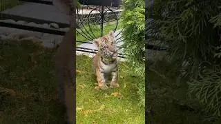 Маленький охотник 🥰