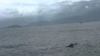 Dolphin Pod