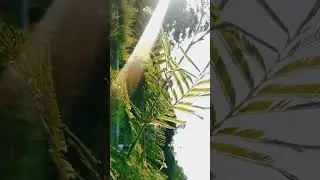 Cinematic Alam | Cinematic Nature