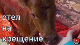 Дворянка #джерси отелилась/ #бычок или #телочка