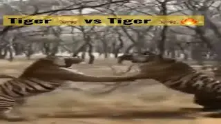 Unbelievable Encounter - Tiger vs Tiger | #shorts #short #viral